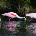 Roseate Spoonbills (Platalea ajaja) foraging, Merritt Island National Wildlife Refuge, Florida, USA
